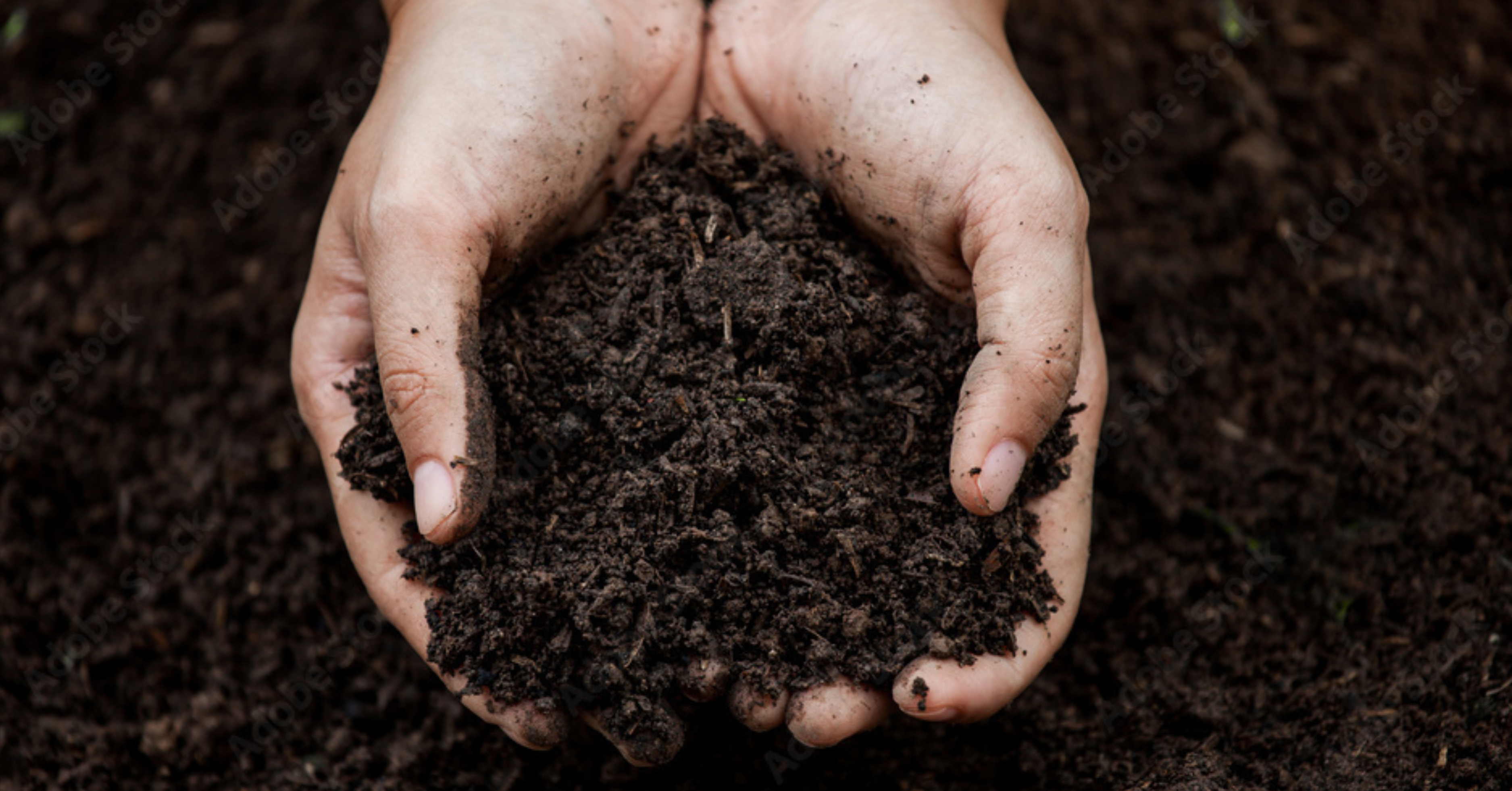 10 Powerful Secrets of Organic Compost: Turning Waste Into Garden Gold