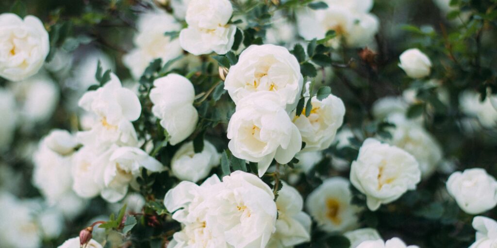 Best Garden Design Trends & Landscaping Ideas 2025, Sustainable, Stylish & Low Maintenance Guide