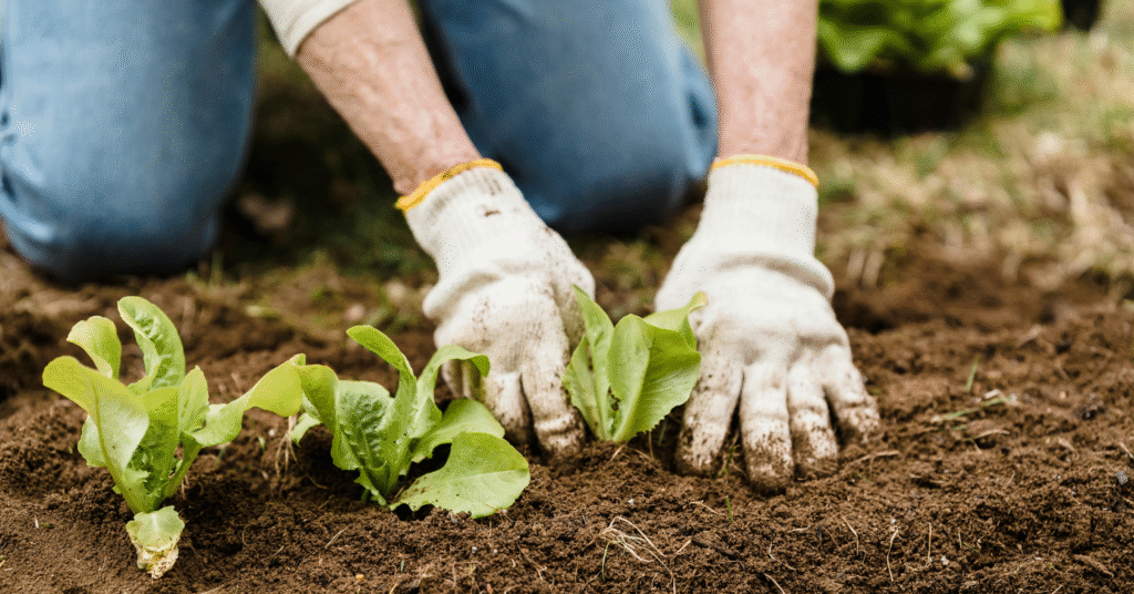 Best Soil for Raised Garden Beds 7 Powerful Secrets to Grow a Lush and Healthy Garden