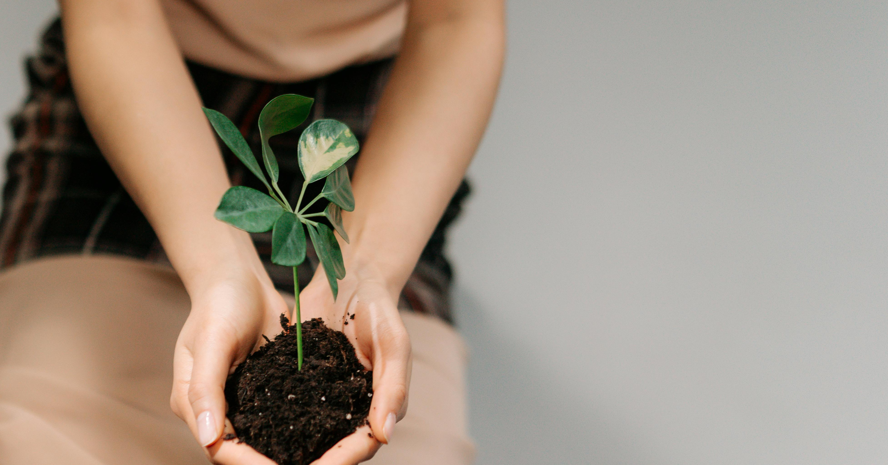 Best Soil for Raised Garden Beds 7 Powerful Secrets to Grow a Lush and Healthy Garden