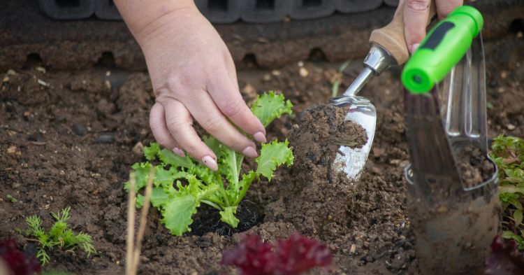Low Maintenance Garden Ideas: 15 Powerful Tips for a Stress-Free Outdoor Space