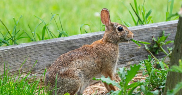 Low Maintenance Garden Ideas: 15 Powerful Tips for a Stress-Free Outdoor Space